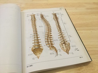 自分の身体を知るための本 『ネッター 解剖学図譜』: すべての仕事を紙